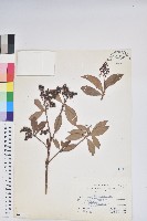 臺灣馬醉木藏品圖，第1張