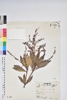 臺灣馬醉木藏品圖，第1張