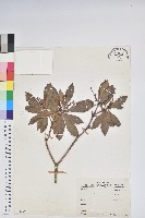 臺灣馬醉木藏品圖，第1張