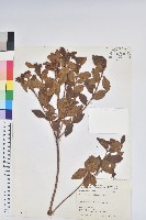 金毛杜鵑藏品圖，第1張