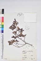 紅毛杜鵑藏品圖，第1張