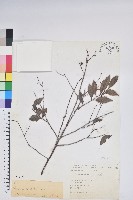 米飯花藏品圖，第1張