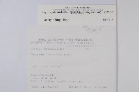 裂葉秋海棠藏品圖，第2張