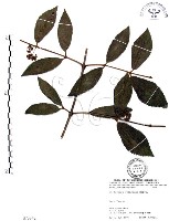 杜虹花，台灣紫珠藏品圖，第1張