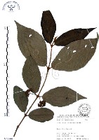 杜虹花，台灣紫珠藏品圖，第1張