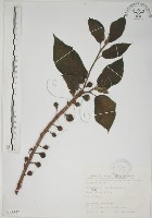 牛乳榕藏品圖，第1張