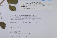 三葉五加藏品圖，第2張