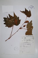 裂葉秋海棠藏品圖，第1張