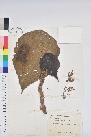 血桐藏品圖，第1張