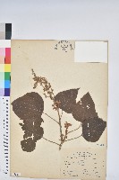 野桐藏品圖，第1張