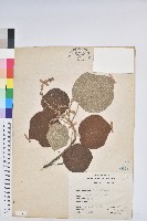 野桐藏品圖，第1張