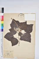 野桐藏品圖，第1張