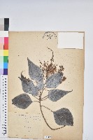 白匏子藏品圖，第1張