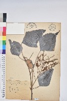 白匏子藏品圖，第1張