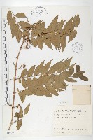 臺灣馬桑藏品圖，第1張