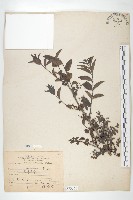 臺灣馬桑藏品圖，第1張