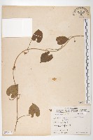 白花牽牛藏品圖，第1張