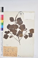 烏臼藏品圖，第1張