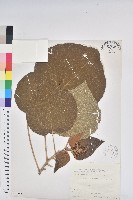 野桐藏品圖，第1張