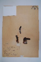 穗花蛇菰藏品圖，第1張