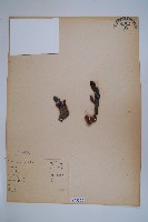 穗花蛇菰藏品圖，第1張