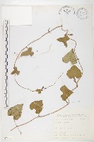 紅花野牽牛藏品圖，第1張