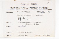 野牽牛藏品圖，第2張