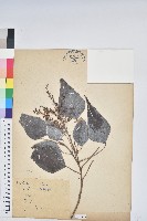 白匏子藏品圖，第1張