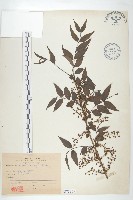 臺灣馬桑藏品圖，第1張