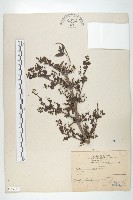 臺灣馬桑藏品圖，第1張