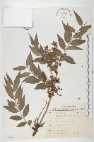 臺灣馬桑藏品圖，第1張