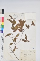 金毛杜鵑藏品圖，第1張