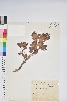 臺灣馬醉木藏品圖，第1張