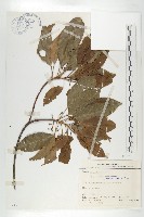 薯豆藏品圖，第1張