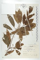 薯豆藏品圖，第1張