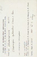 杜英、山杜英、蘭嶼杜英藏品圖，第2張