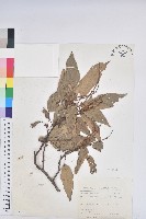 粗糠柴藏品圖，第1張