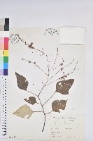 白匏子藏品圖，第1張