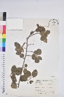 扛香藤藏品圖，第1張