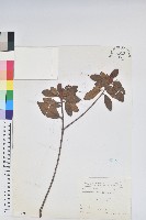 金毛杜鵑藏品圖，第1張