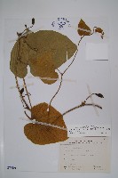 大葉馬兜鈴藏品圖，第1張