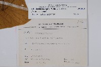 大葉馬兜鈴藏品圖，第2張