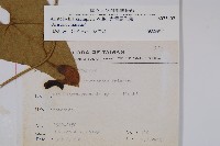 大葉馬兜鈴藏品圖，第2張