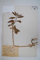 尖尾鳳、馬利筋藏品圖，第1張