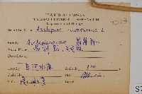 尖尾鳳、馬利筋藏品圖，第2張