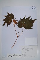 裂葉秋海棠藏品圖，第1張