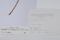 裂葉秋海棠藏品圖，第2張