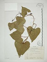 港口馬兜鈴  藏品圖，第1張