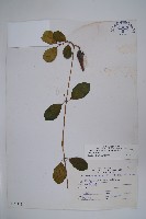 武靴藤藏品圖，第1張