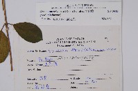 武靴藤藏品圖，第2張